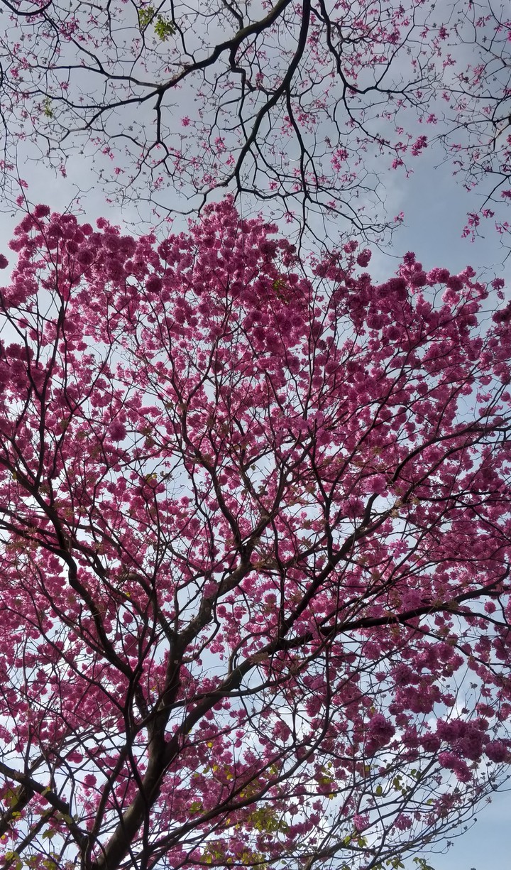 pink cherry blossom
