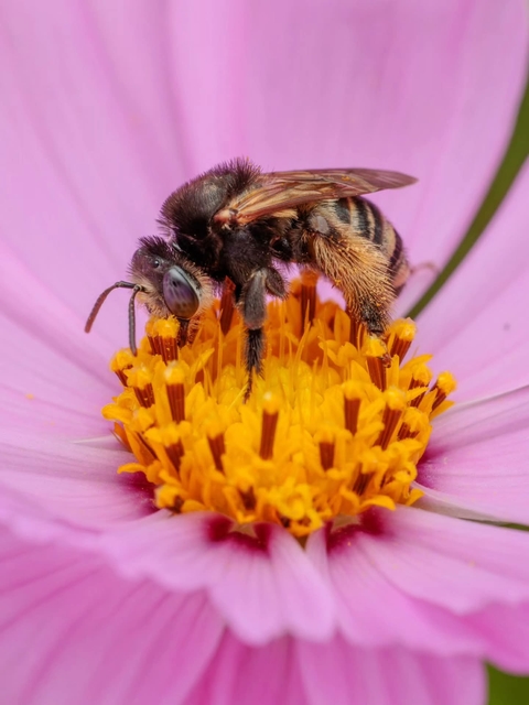 bee, pink桌布