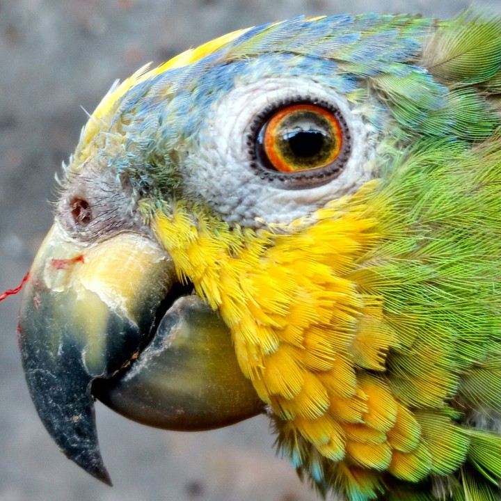 Papagaio brasileiro