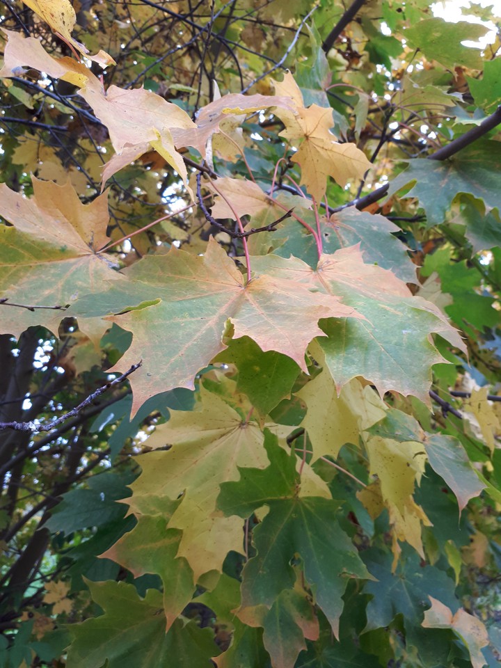 colored leaves