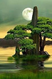 Tree reflection