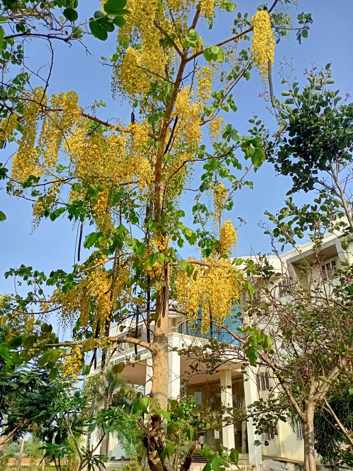 Yellow love