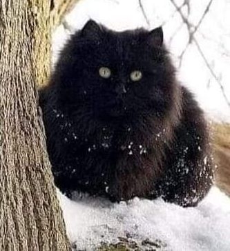 кошка