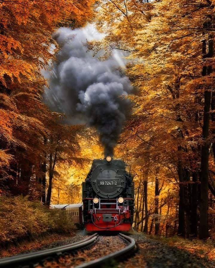 train through the woods