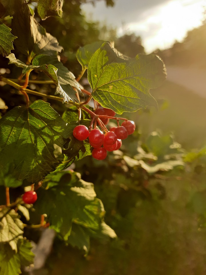 nature
