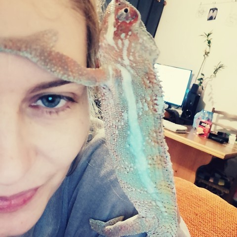 caméléon bleu