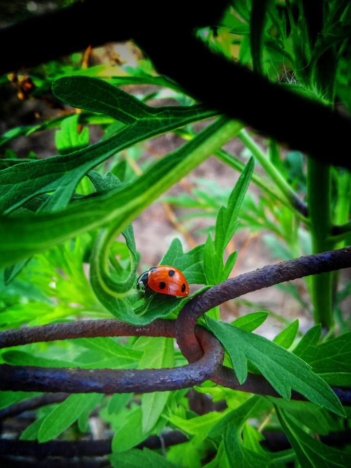 Ladybugs