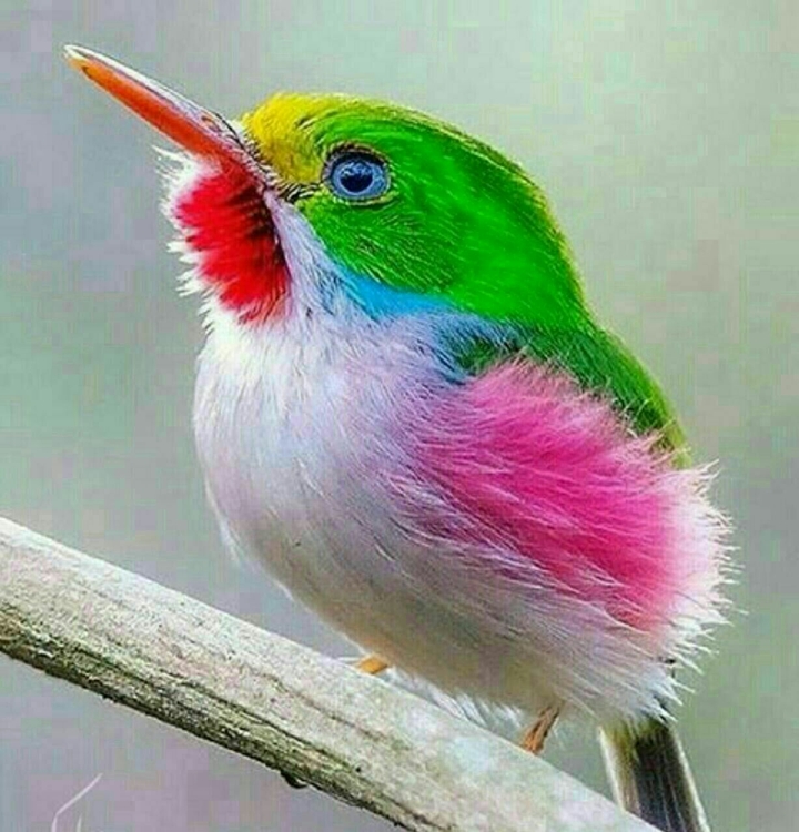 Beautiful birds.