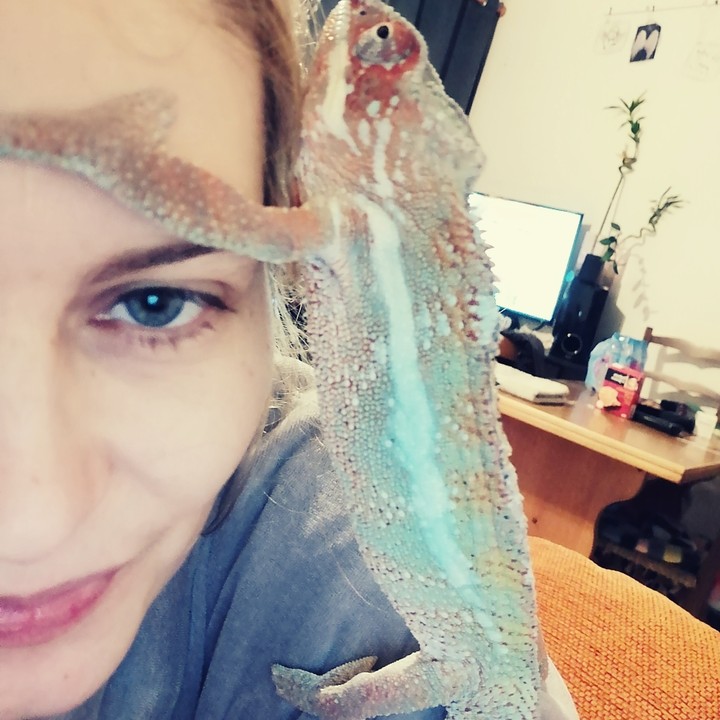 caméléon bleu