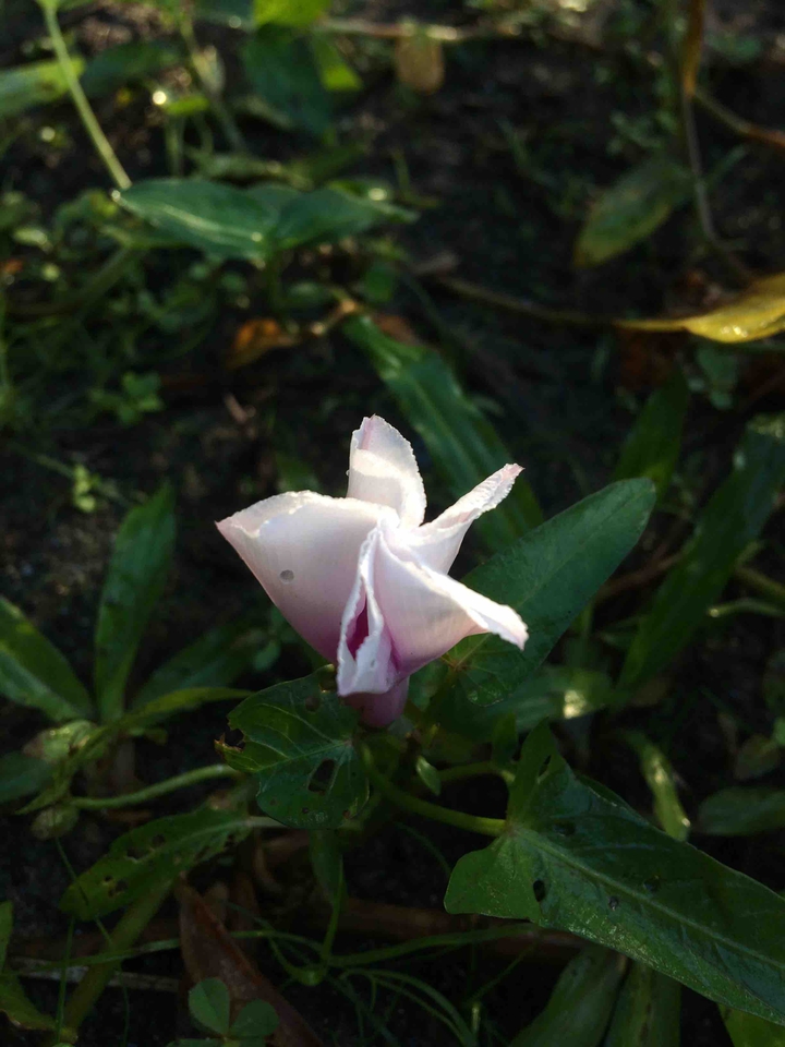 #flower
