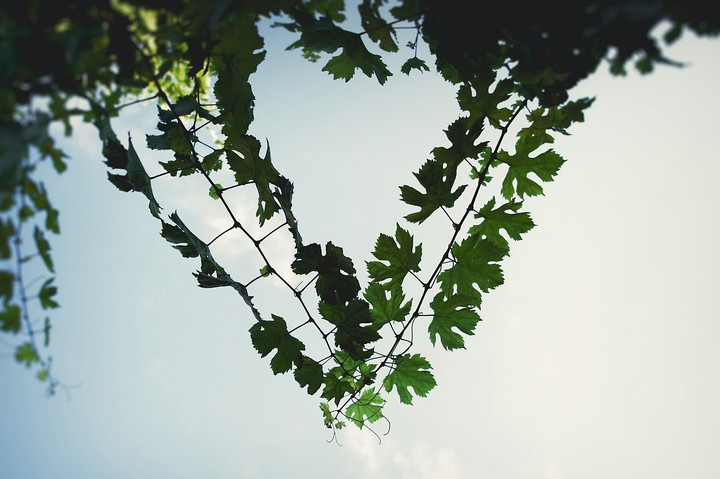 Branches together