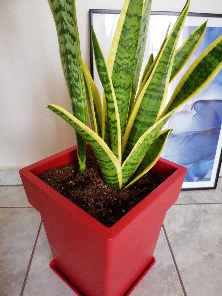 Sansevieria