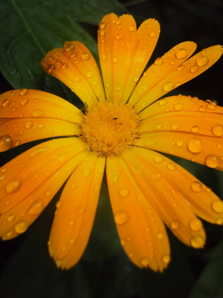 Zamira Aliaskarova