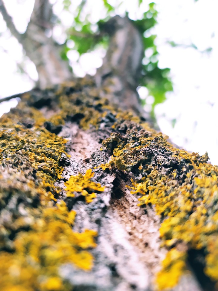 Fa/Tree/Árbol