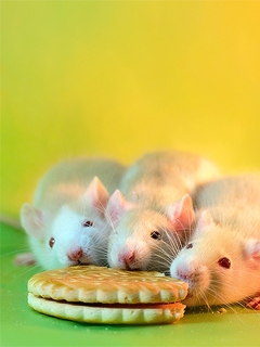 rat