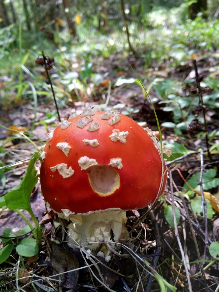 fly agaric