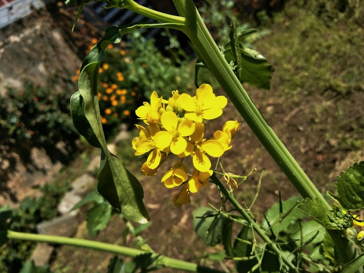 yellow flower