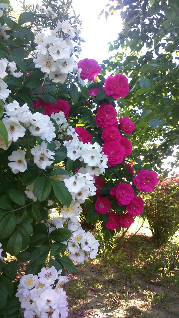 flowers