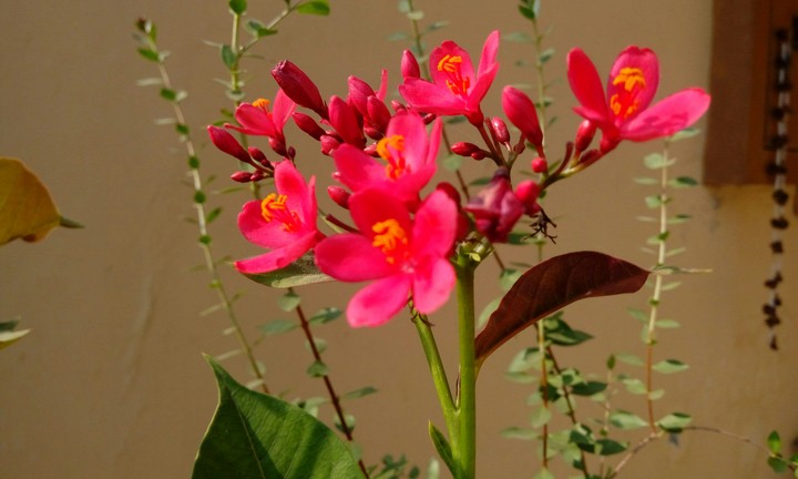 flower