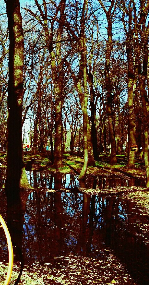 forest