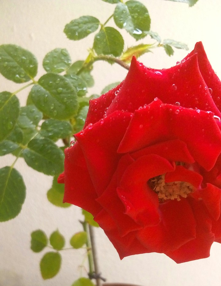 Rosas