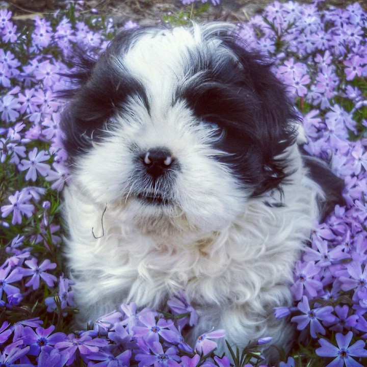 Brutus