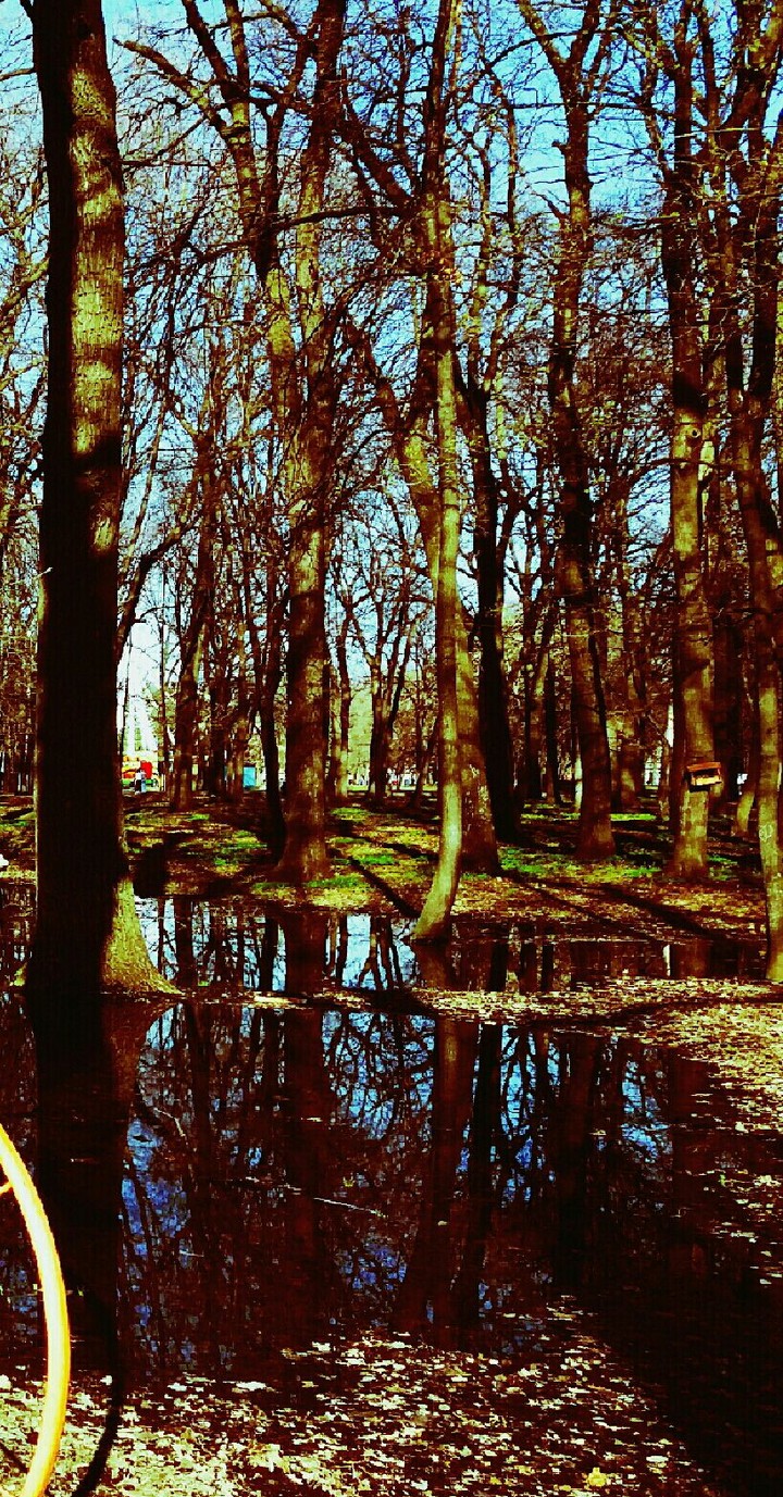 forest