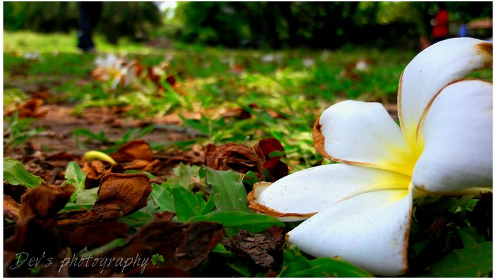 Flower in the litters