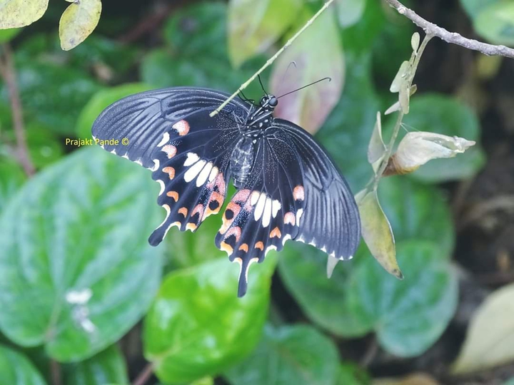 Small butterful