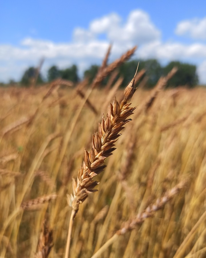 Wheat field