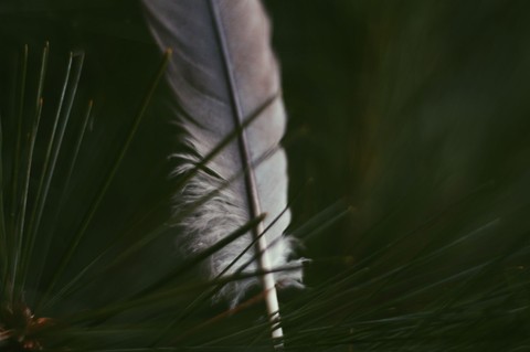 - feather -