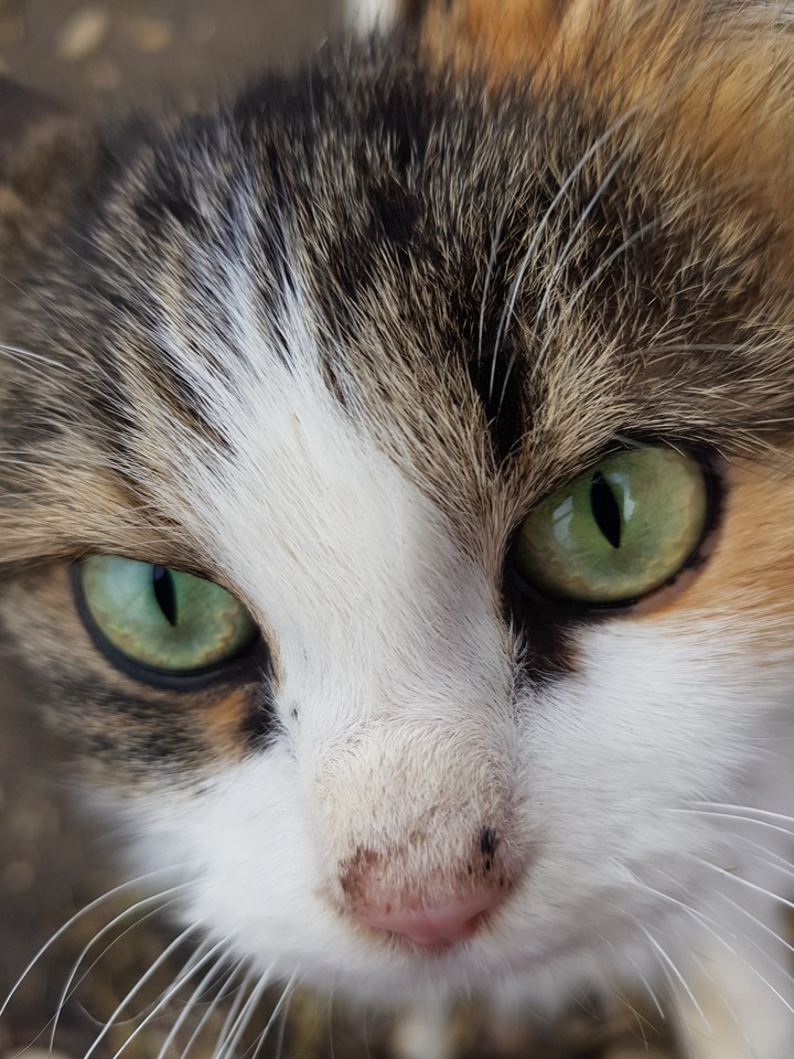 кошка