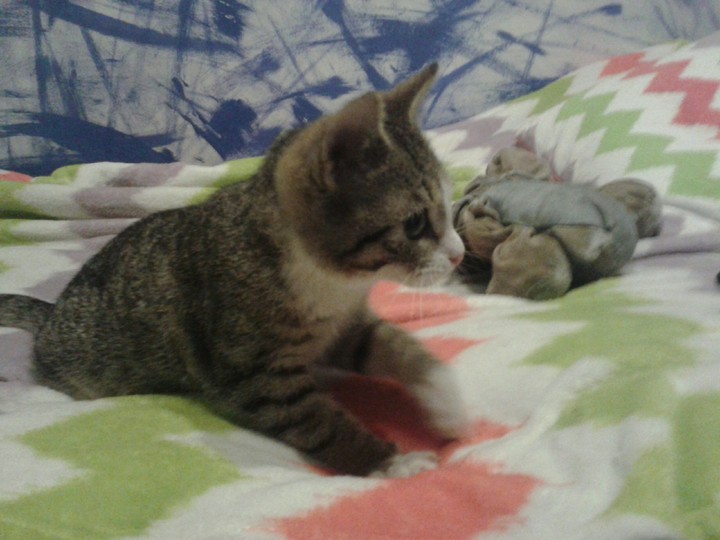 sweet cat