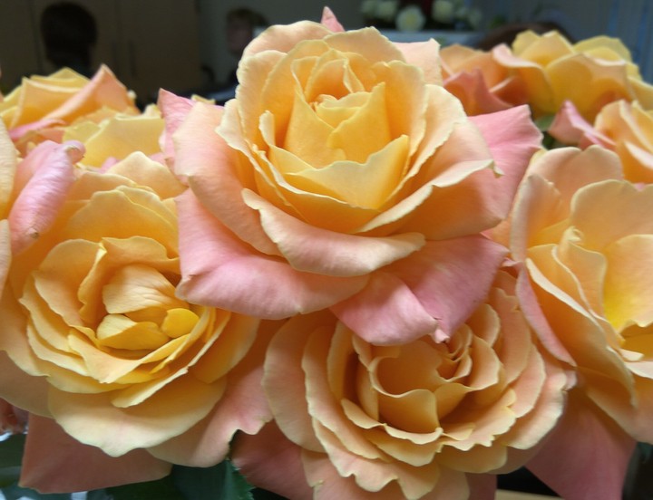tender roses
