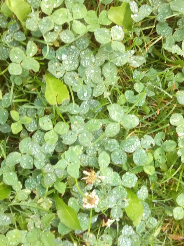 rain