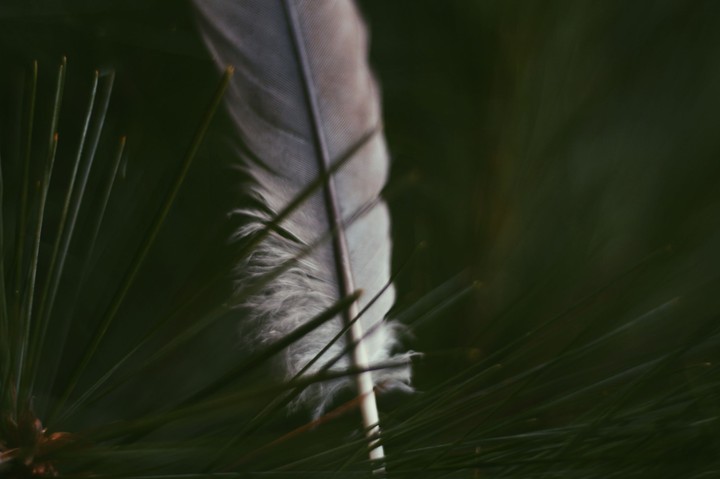 - feather -