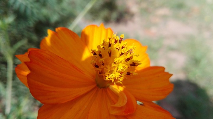 pollens
