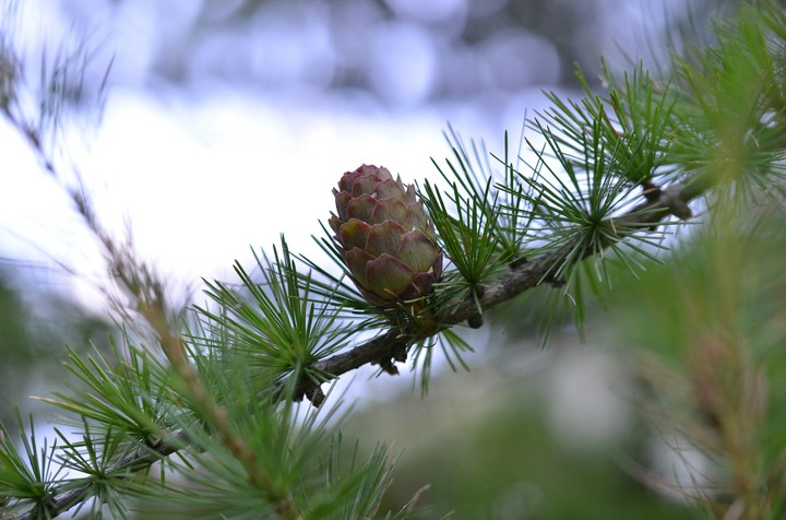 larch cone