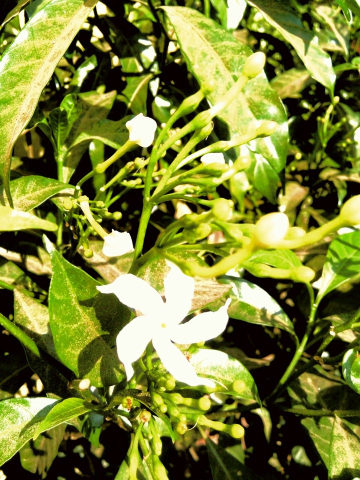 whiteness