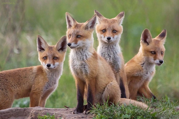 Fox 4s