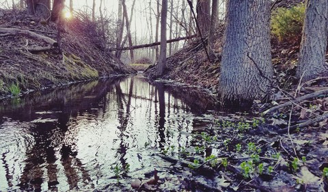 Ivy Flow