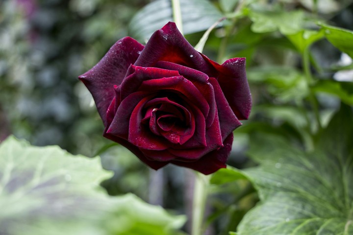 Beauty