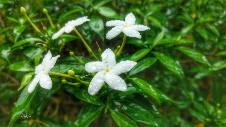 Rain,Kerala