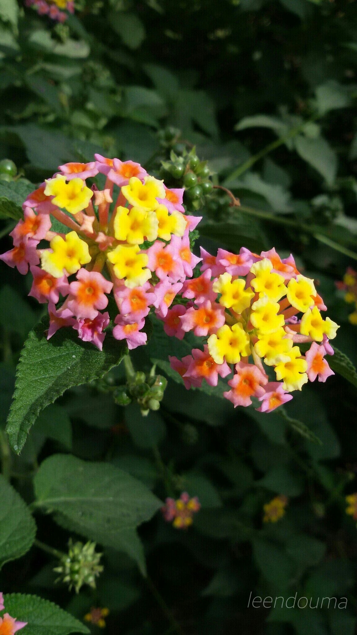 flowers
