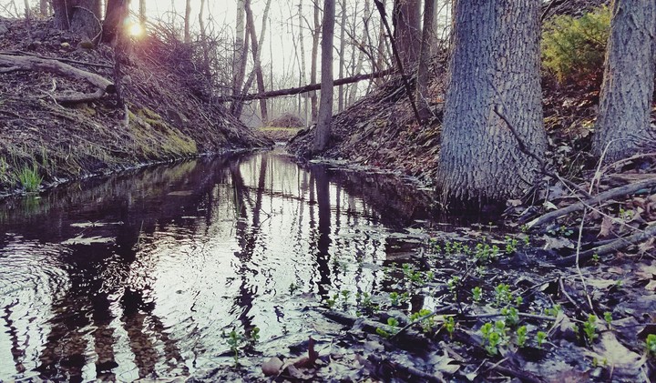 Ivy Flow