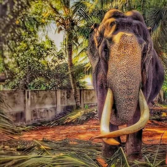 Elephant