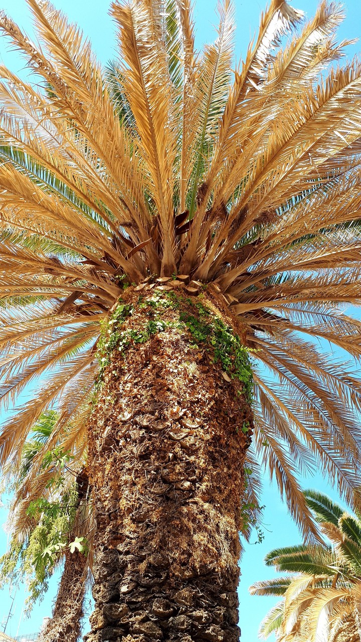 Palm
