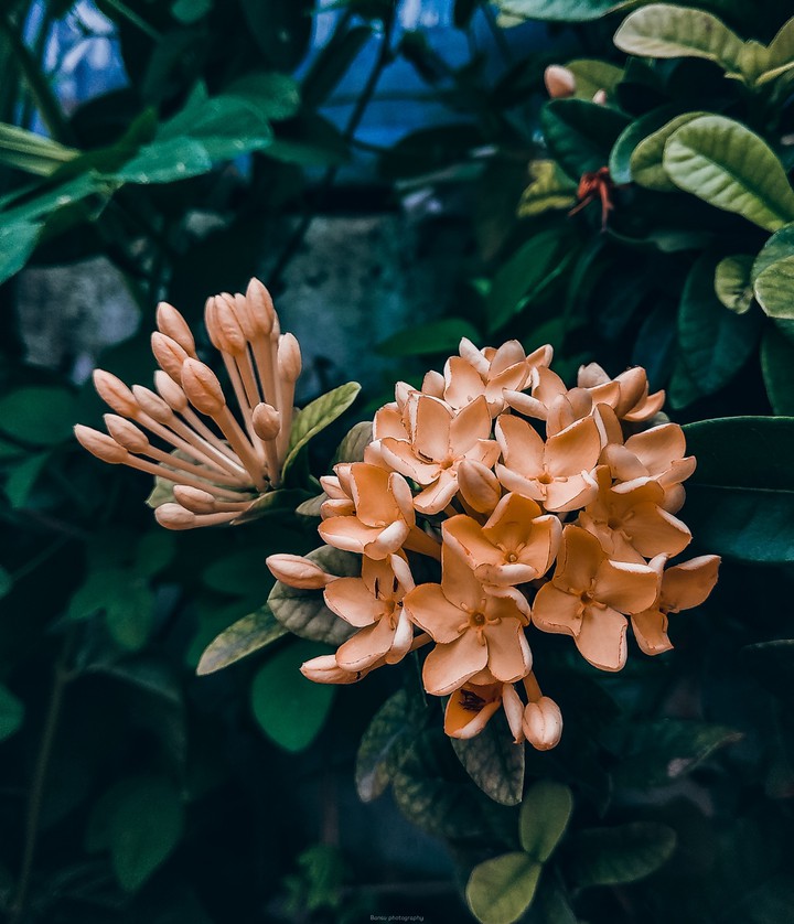 flower ?