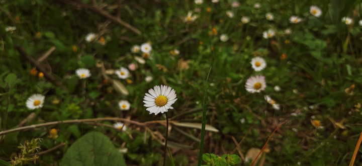 daisy ...