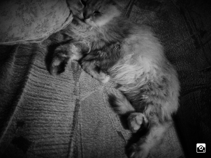 Мой котик